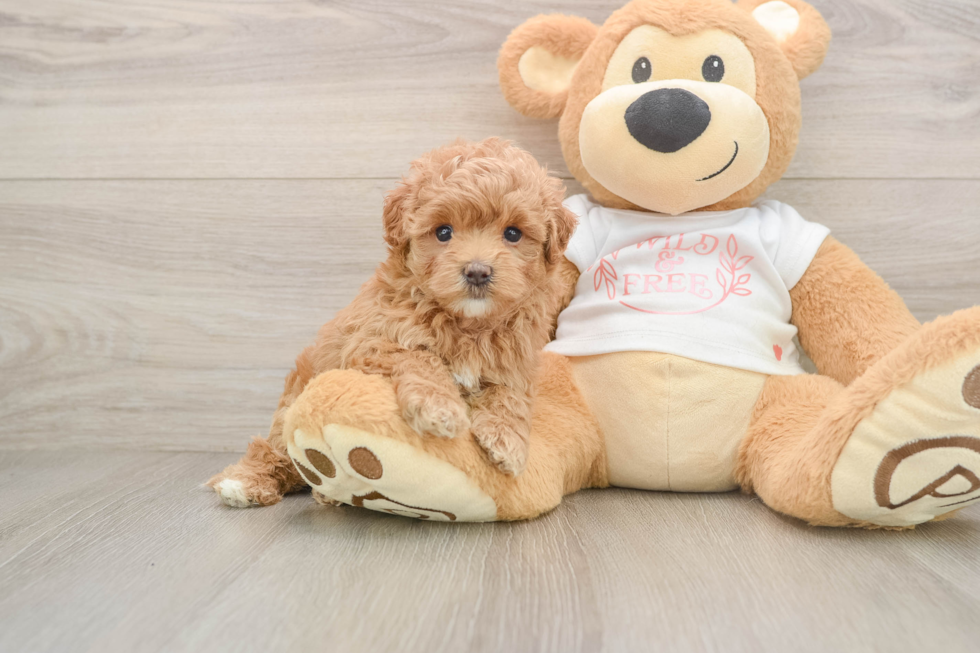 Best Maltipoo Baby