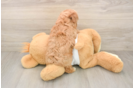 Popular Maltipoo Poodle Mix Pup