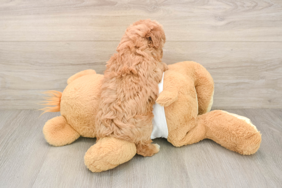 Popular Maltipoo Poodle Mix Pup