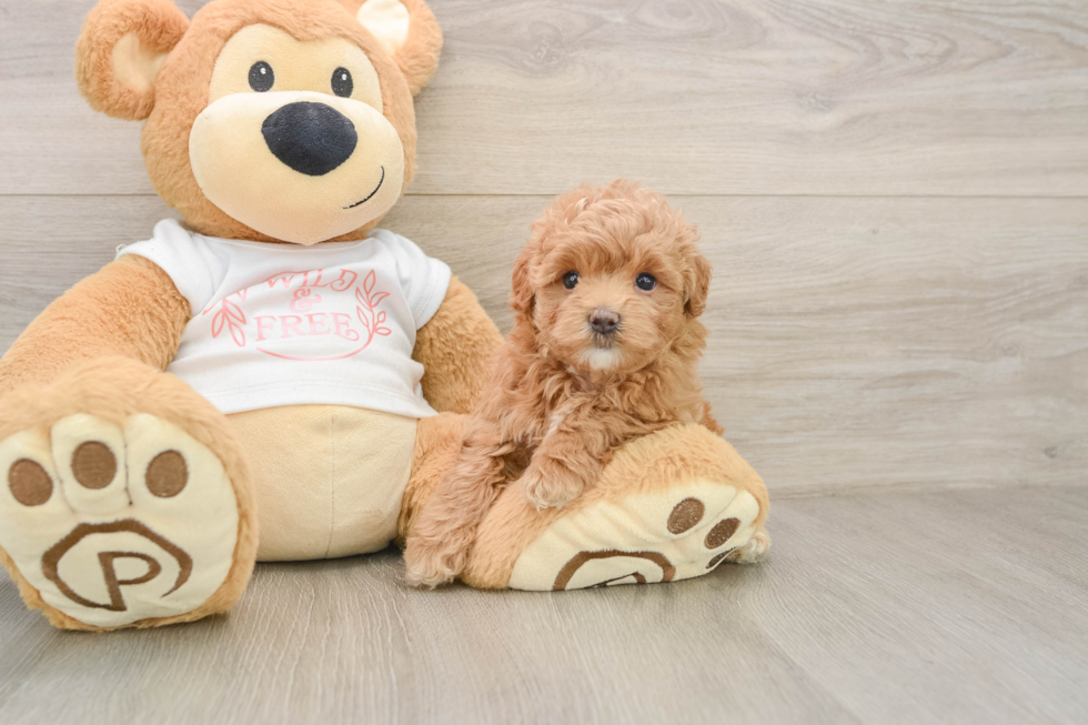 Maltipoo Puppy for Adoption