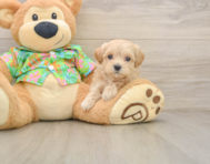 8 week old Maltipoo Puppy For Sale - Florida Fur Babies