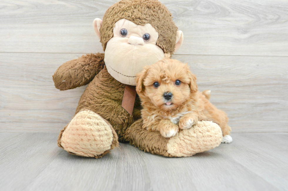 7 week old Maltipoo Puppy For Sale - Florida Fur Babies