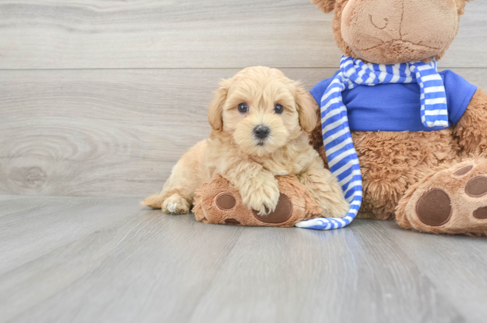 8 week old Maltipoo Puppy For Sale - Florida Fur Babies