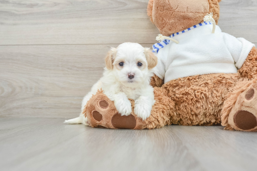 Happy Maltipoo Baby