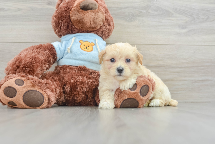 Maltipoo Pup Being Cute