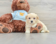 8 week old Maltipoo Puppy For Sale - Florida Fur Babies