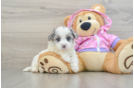 Best Maltipoo Baby