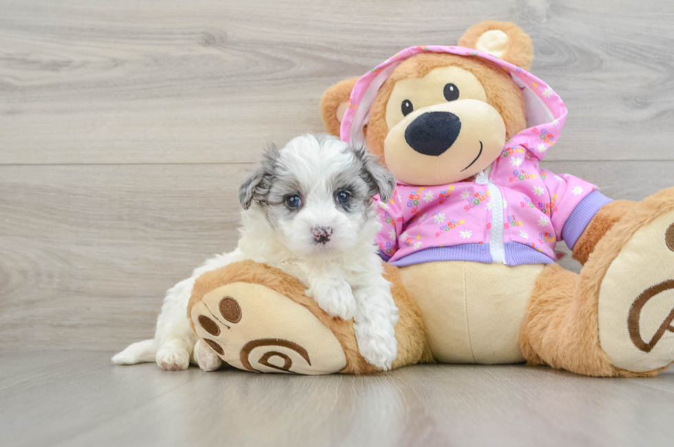 6 week old Maltipoo Puppy For Sale - Florida Fur Babies