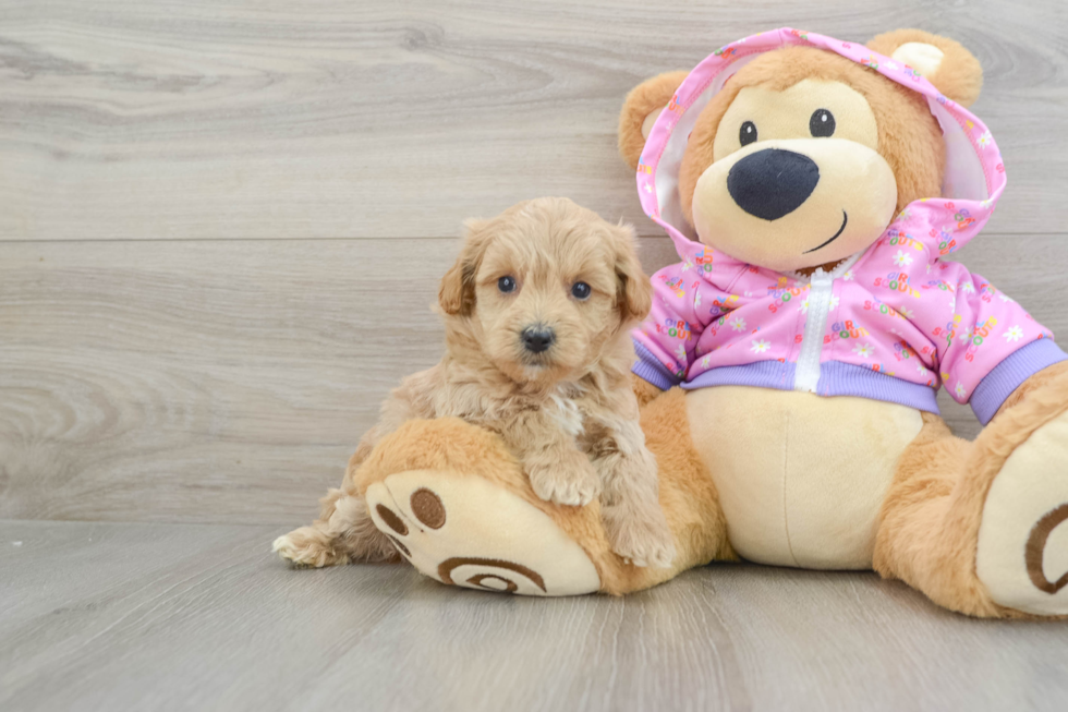 Best Maltipoo Baby