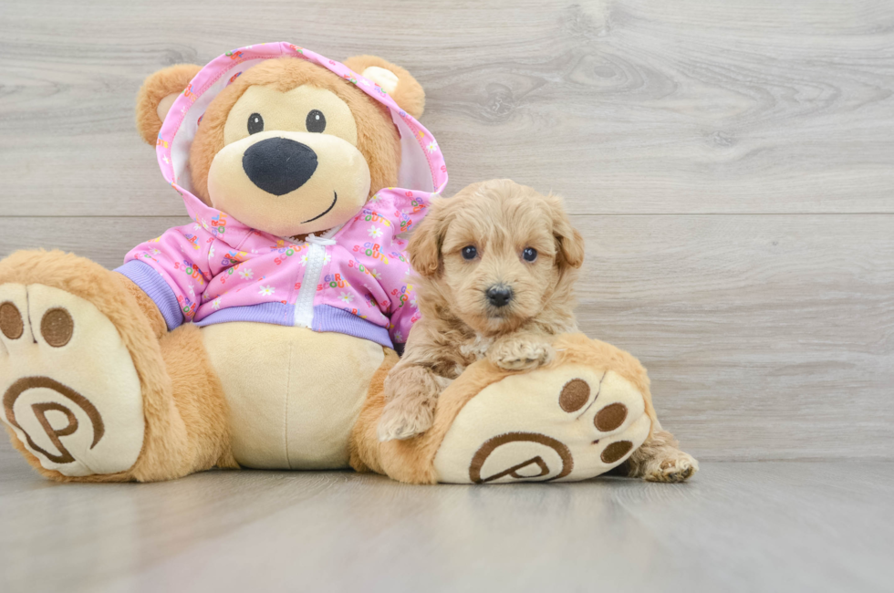 5 week old Maltipoo Puppy For Sale - Florida Fur Babies