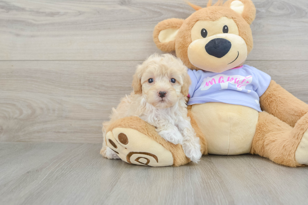 Fluffy Maltipoo Poodle Mix Pup