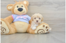 Maltipoo Pup Being Cute