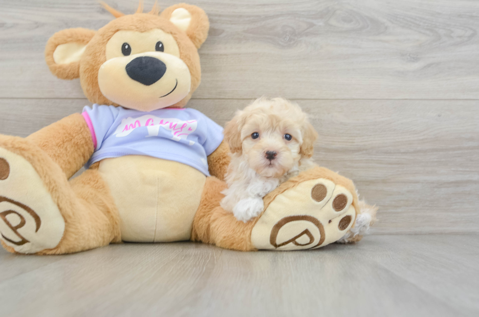 7 week old Maltipoo Puppy For Sale - Florida Fur Babies