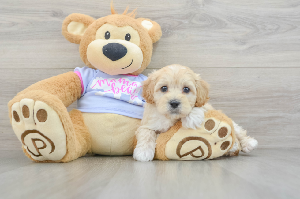 8 week old Maltipoo Puppy For Sale - Florida Fur Babies