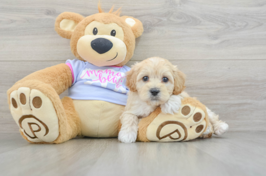 Popular Maltipoo Poodle Mix Pup