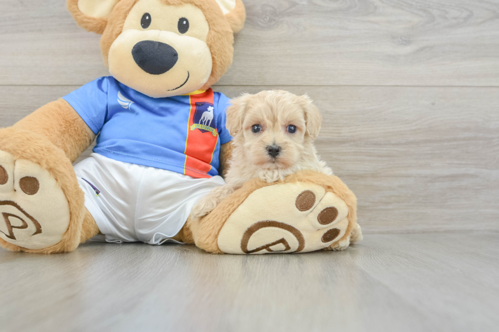 Maltipoo Puppy for Adoption