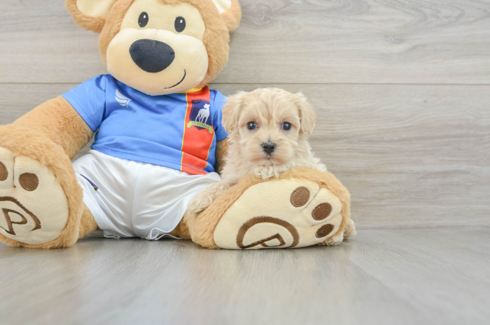 5 week old Maltipoo Puppy For Sale - Florida Fur Babies