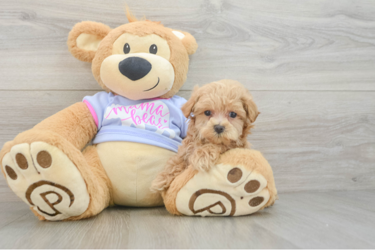 Maltipoo Puppy for Adoption