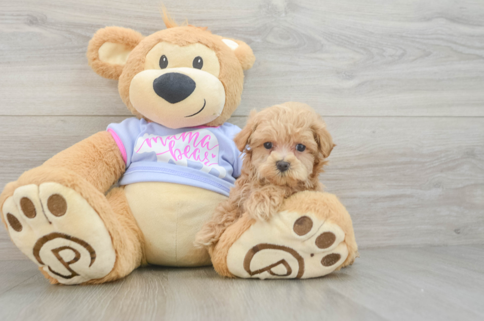 5 week old Maltipoo Puppy For Sale - Florida Fur Babies