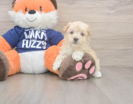 8 week old Maltipoo Puppy For Sale - Florida Fur Babies