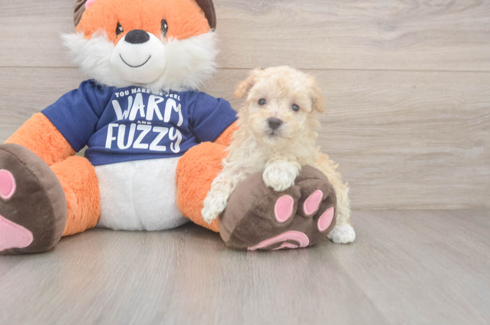 7 week old Maltipoo Puppy For Sale - Florida Fur Babies