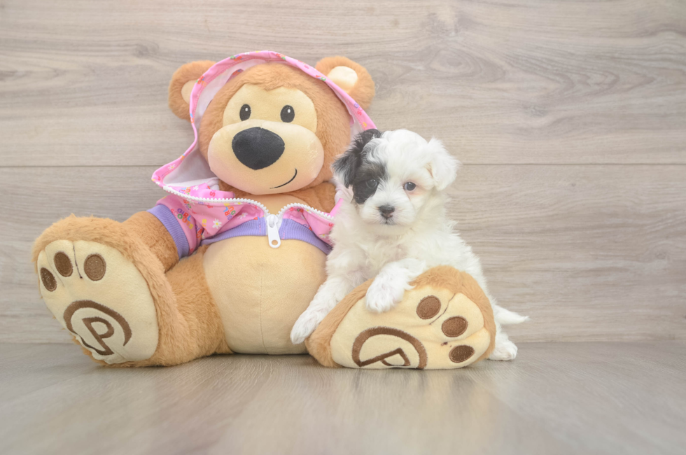 5 week old Maltipoo Puppy For Sale - Florida Fur Babies
