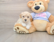 9 week old Maltipoo Puppy For Sale - Florida Fur Babies