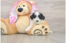 Maltipoo Puppy for Adoption