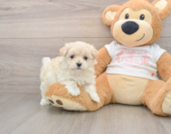 8 week old Maltipoo Puppy For Sale - Florida Fur Babies
