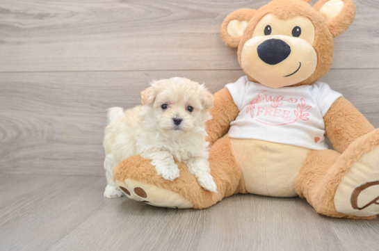 Maltipoo Pup Being Cute