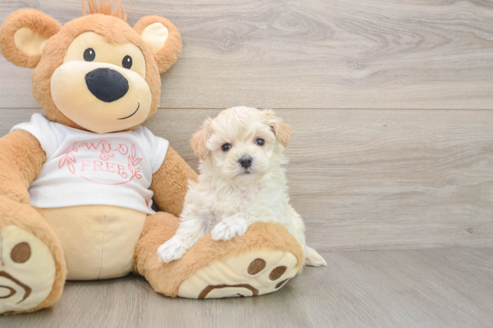 Best Maltipoo Baby