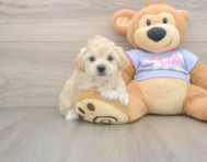 7 week old Maltipoo Puppy For Sale - Florida Fur Babies