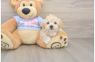 Cute Maltipoo Baby