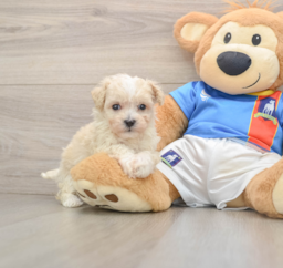 6 week old Maltipoo Puppy For Sale - Florida Fur Babies