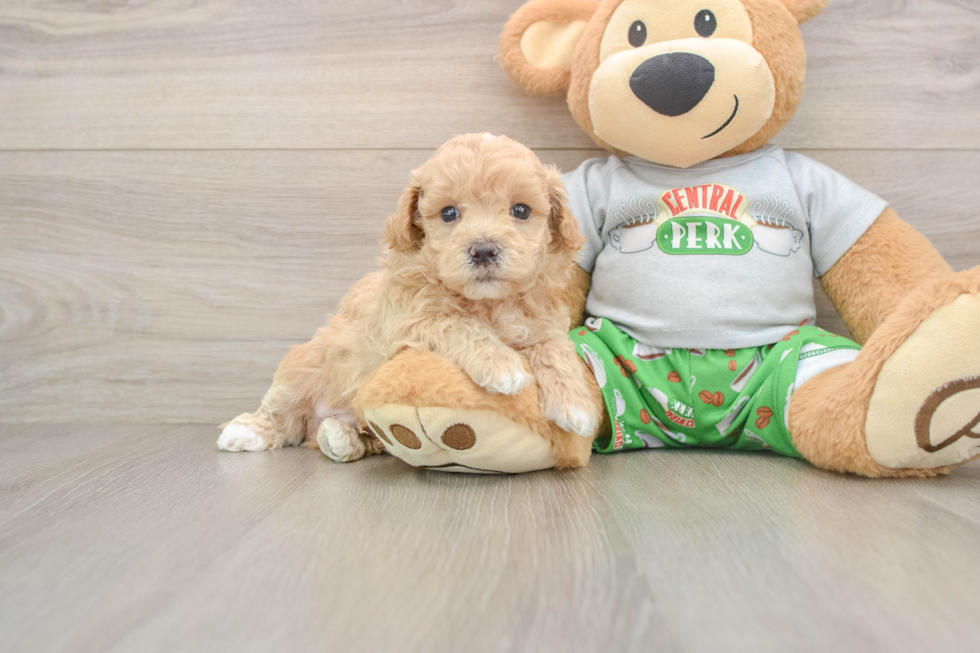 Happy Maltipoo Baby