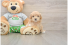 Little Maltidoodle Poodle Mix Puppy