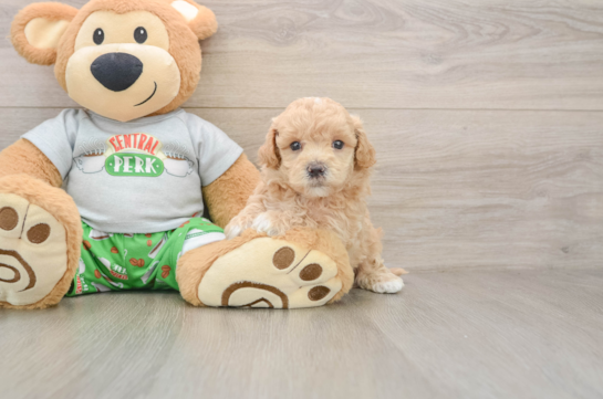 Little Maltidoodle Poodle Mix Puppy