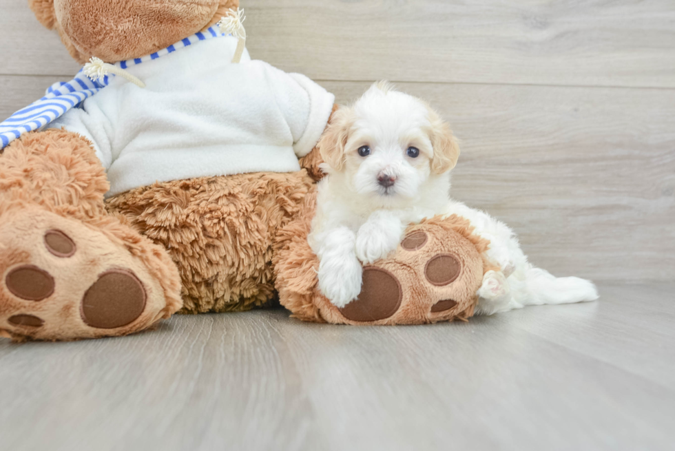 Hypoallergenic Multipoo Poodle Mix Puppy