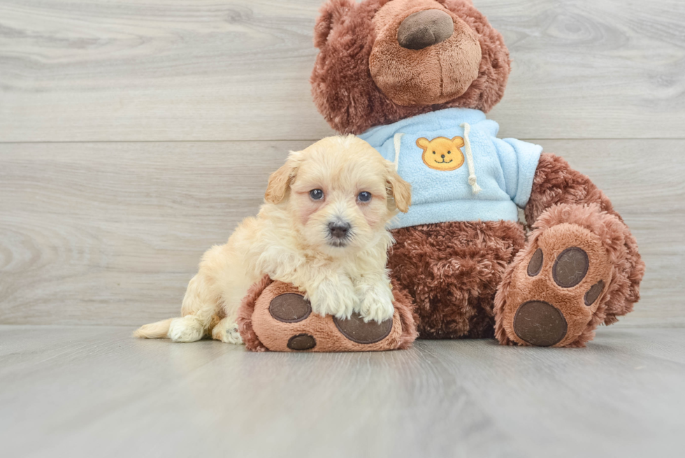 Maltipoo Puppy for Adoption