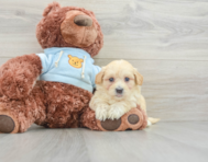 8 week old Maltipoo Puppy For Sale - Florida Fur Babies