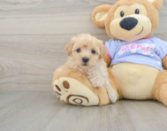 8 week old Maltipoo Puppy For Sale - Florida Fur Babies