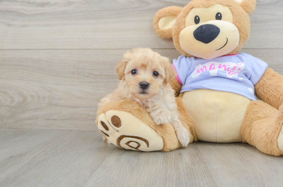 7 week old Maltipoo Puppy For Sale - Florida Fur Babies