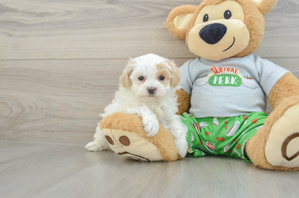 6 week old Maltipoo Puppy For Sale - Florida Fur Babies