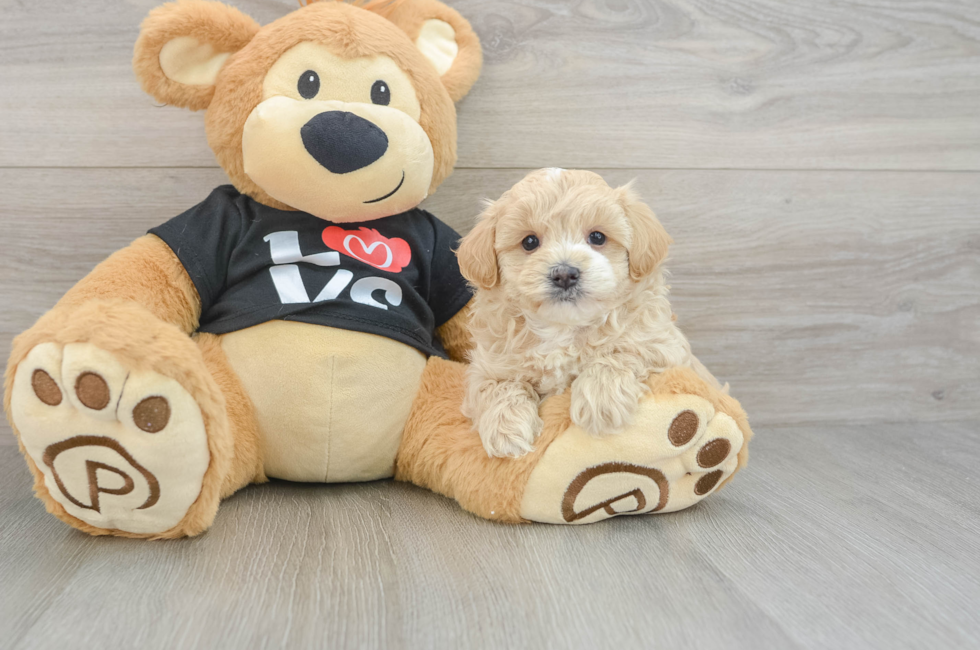 5 week old Maltipoo Puppy For Sale - Florida Fur Babies
