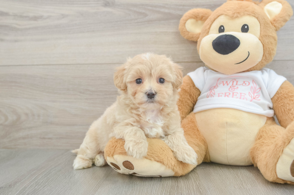 6 week old Maltipoo Puppy For Sale - Florida Fur Babies