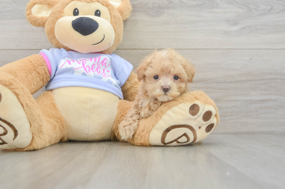 5 week old Maltipoo Puppy For Sale - Florida Fur Babies