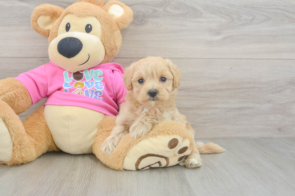 5 week old Maltipoo Puppy For Sale - Florida Fur Babies