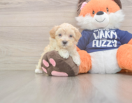 8 week old Maltipoo Puppy For Sale - Florida Fur Babies