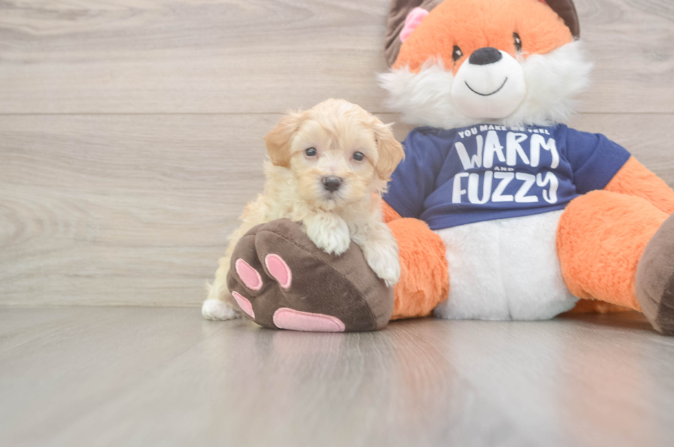 7 week old Maltipoo Puppy For Sale - Florida Fur Babies