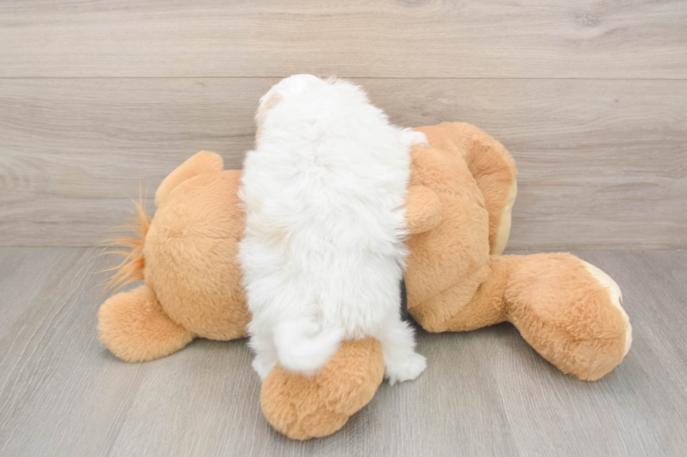 Meet Alfredo - our Maltipoo Puppy Photo  3/3 - Florida Fur Babies Maltipoo Pup Being Cute